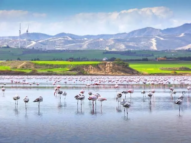 Sea&lake Breeze 1br Larnaka